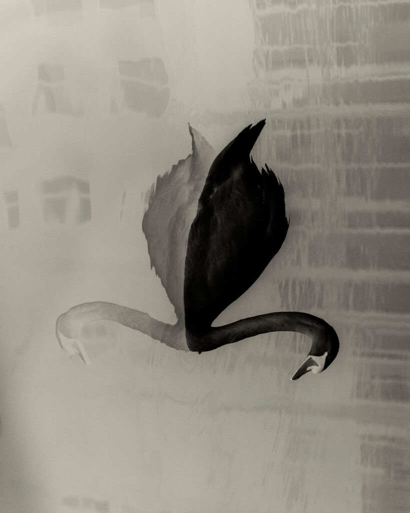 Absentee